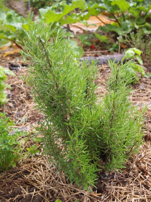 Rosemary  (Rosmarinus officinalis)– The Herb of Remembrance