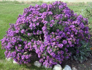 Aster Symphyotrichum purple Dome plant crop resize