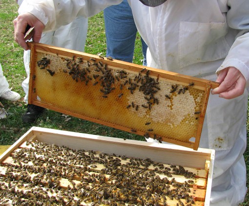 checking hive 4-18-09 resize