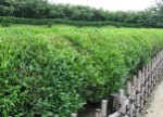 IMG_1334 tea plants crop smaller
