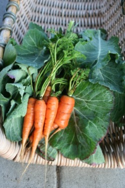 Carrots and kale