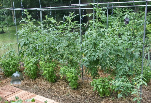 tomato basil combo crop resize 3