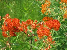 The intense orange flowers of butterflyweed is a beacon for the monarch butterfly.