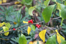 The fruit of spicebush is a valuable food source for birds and it is a tasty treat for us, too.