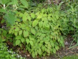 Barrenwort (Epimedium hybrid) in May. The leaves are subtly edged in red.