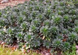 Robb’s euphorbia (Euphorbia amygdaloides var. robbiae) is an evergreen groundcover.
