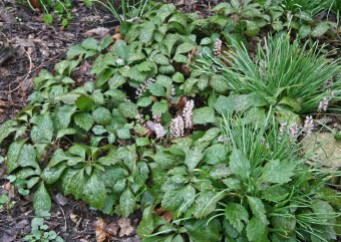 Allegheny spurge (Pachysandra procumbens) flowering in April