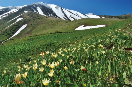 Tulips Growing Wild in Mountains of Central Asia