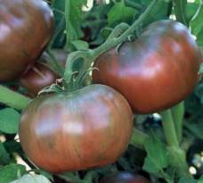Purple Cherokee at tomatogrowers.com