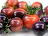 Tomato blueberries at rareseeds.com