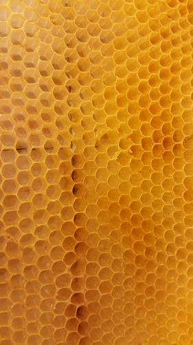 Bee comb