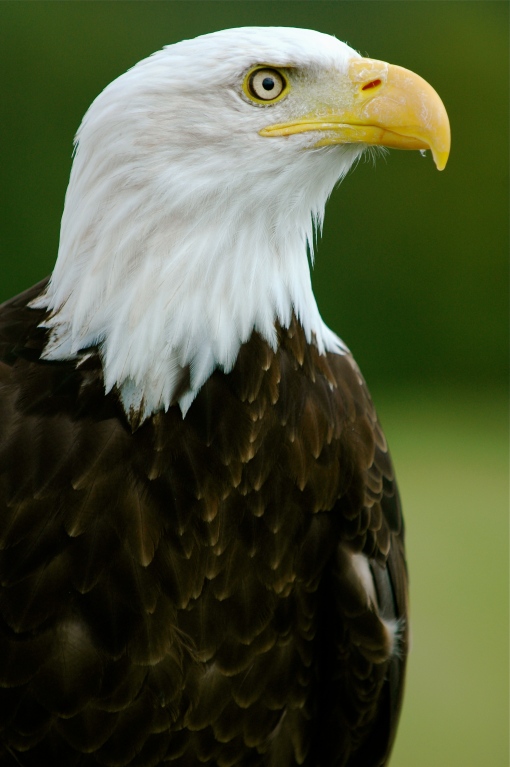 Bald_Eagle_-__Helga__-_Haliaeetus_leucocephalus2