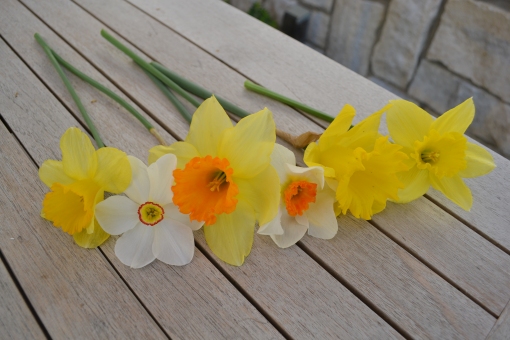 Daffodil favorites