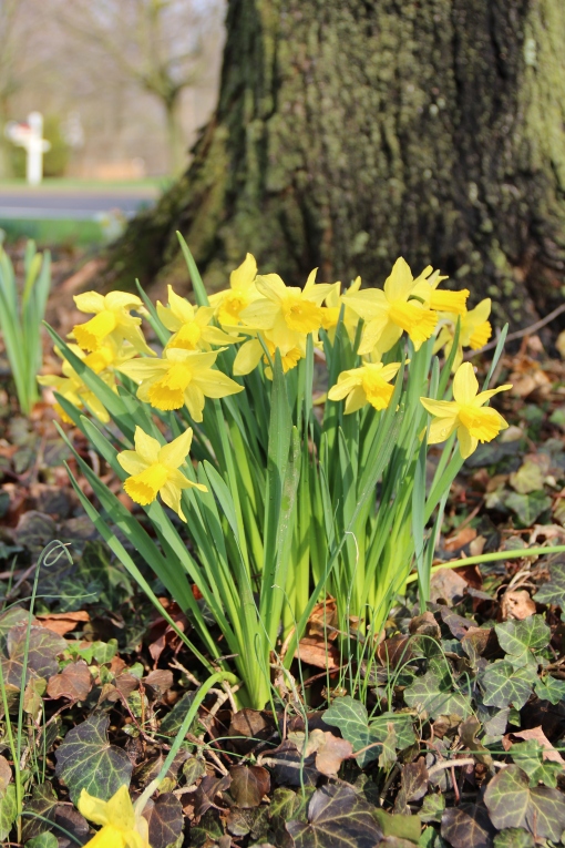 Daffodils and old maple tree