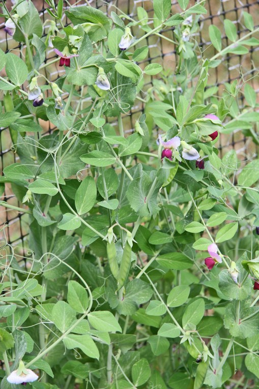Dwarf Gray Sugar Snow Pea from Johnny's Select Seeds