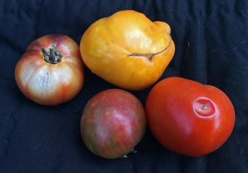 Left to right: Black Krim tomato with sunscald, middle Black Krim and Gold Medal tomatoes show mottled coloration that indicates low temperature conditions and lastly, an undersized Brandywine tomato with anthracnose.