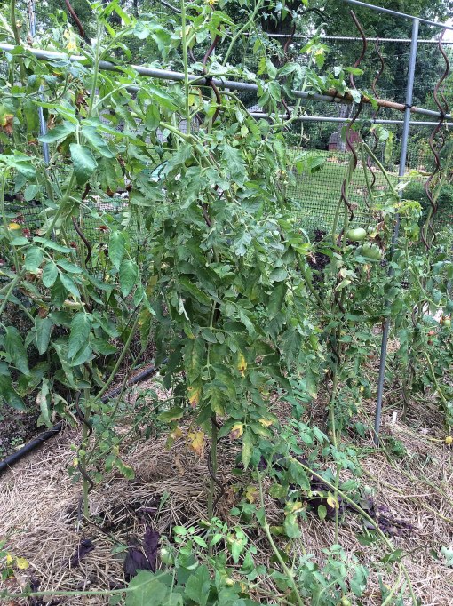 tomatoes fungal lesions Knapke garden 8-10-15 resize