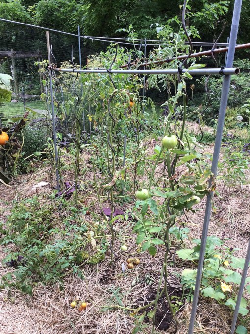 tomatoes leaves removed Knapke garden 8-10-15 resize