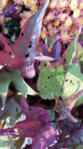 Tolerating this sweet potato vine leaf damage