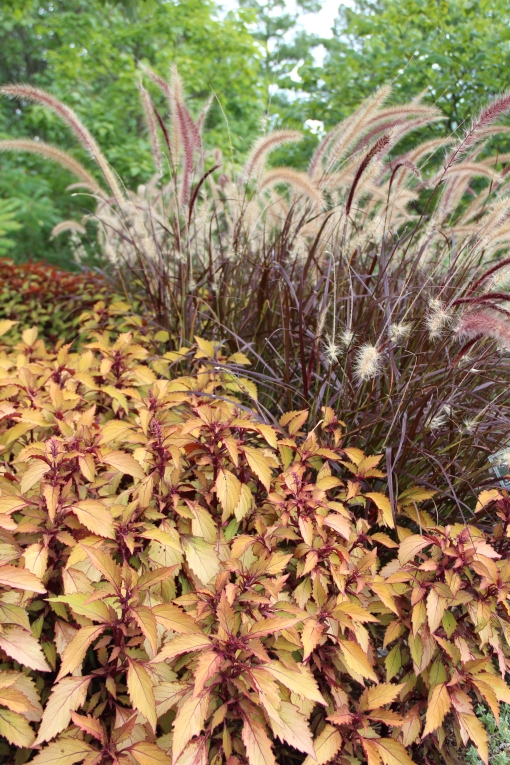 Pennisetum 'Rubrum' (purple fountain grass) and Flame Thrower Coleus 'Spiced Curry'
