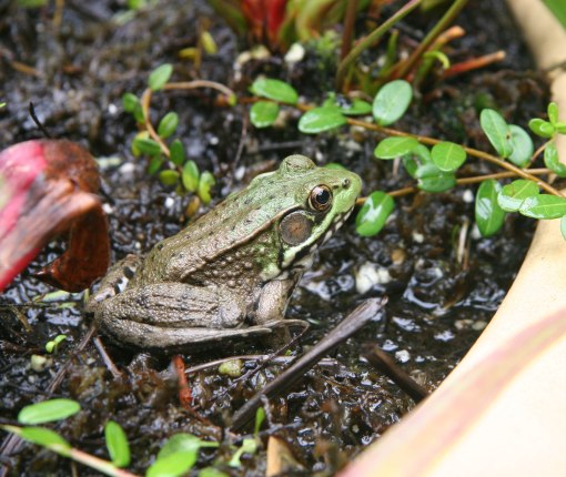 frog in bog crop 08