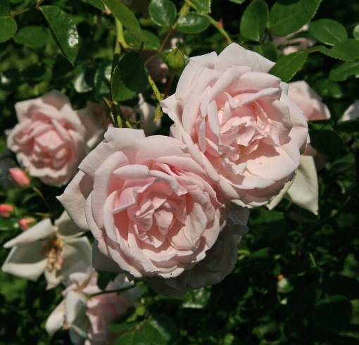 Rosa Dr Van Fleet crop 6-17-06 Whetstone-Roses