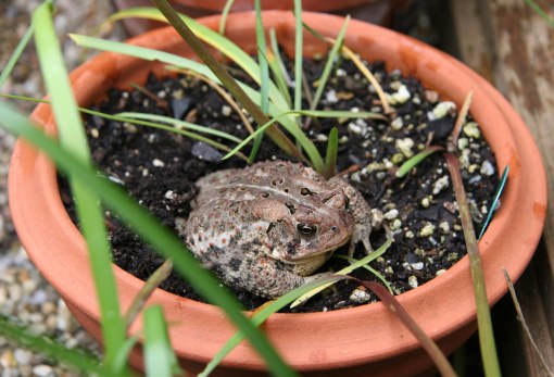 toad rain lilies crop