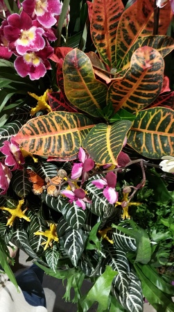 Crotons and orchids