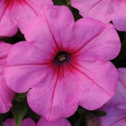 easy wave petunia pink passion