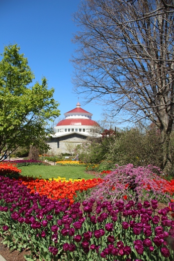 Tulip Show at Cincinnati Zoo & Botanical Garden