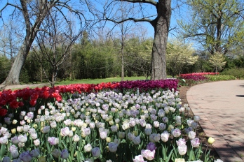 Tulips at Cincinnati Zoo & Botanical Garden