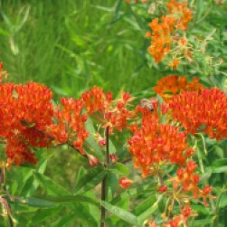 Asclepias tuberosa – butterflyweed for butterflies and bees