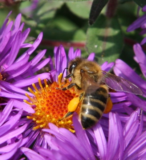 honey bee on aster pollen sacs 10-3-05