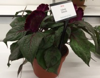 Celosia Dracula Cultivate 7-11-16 crop