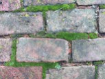 Moss is a “mortar” that gives the brick walk a vintage look. (Caution is a must when walking on wet bricks and moss).