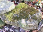 Why moss grows where it does is a mystery to me. Like most other volunteers in the garden, I allow it to live where it likes. (Maybe the stone on the left rolls.)