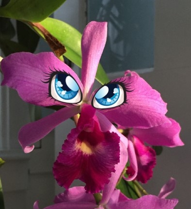 Orchid eyes