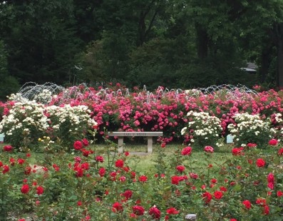 Inspiration Columbus Park Of Roses Heartlandgardening
