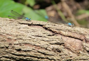 Blue-fronted dancers